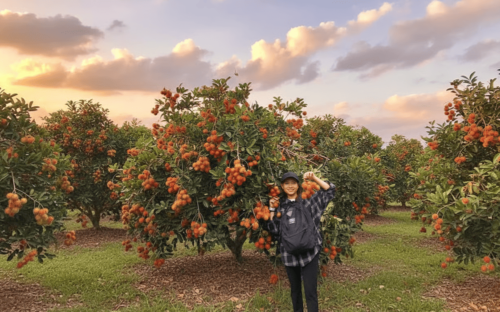 Trái chín đỏ rực, mọng nước, ngọt dịu – là món quà mùa hè được nhiều người yêu thích.